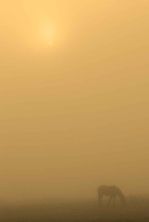 fog horse sun ii.jpg
